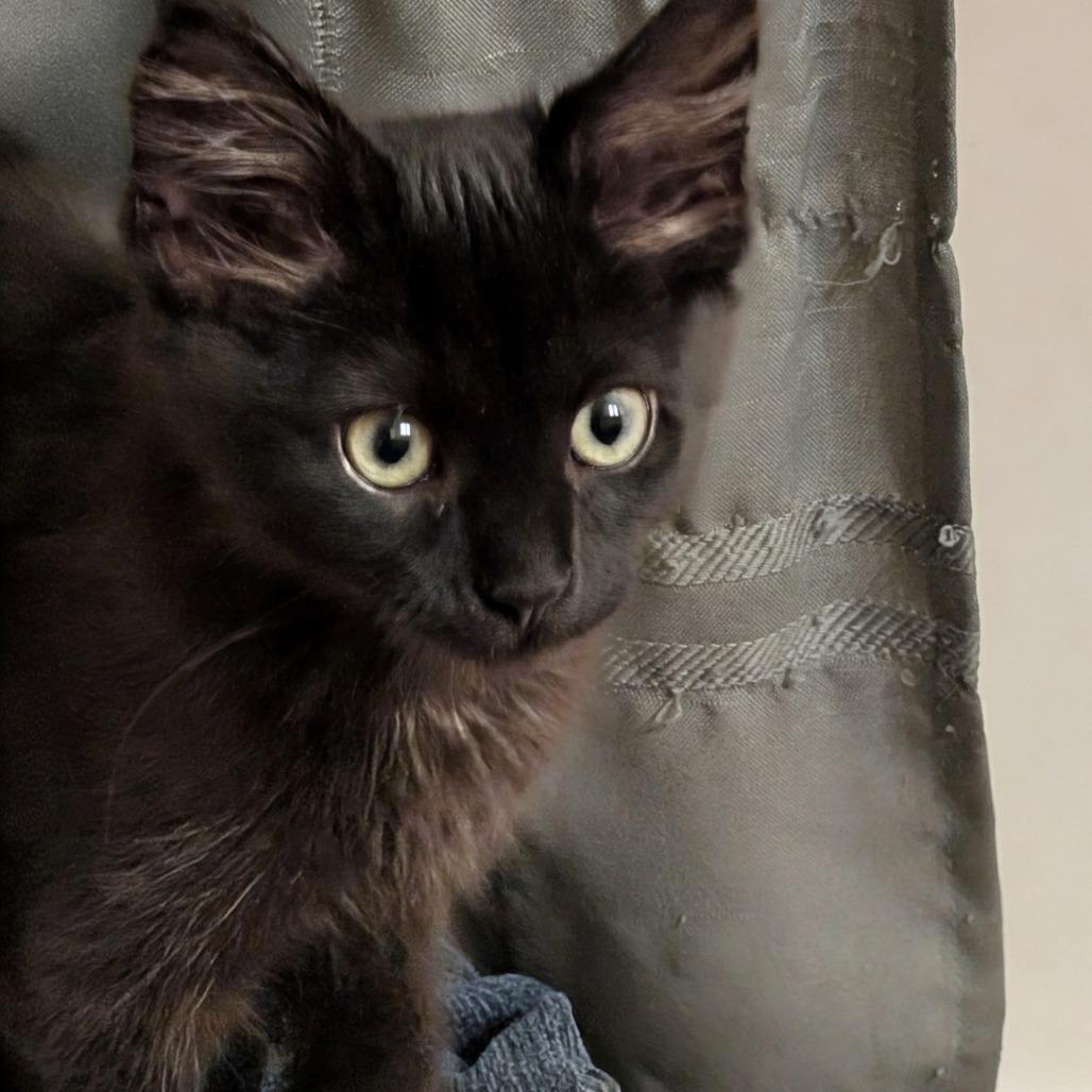 Enlarge Ole C12697, a Adoptable Domestic Medium Hair in Princeton, MN image 3/4