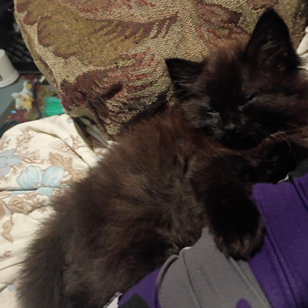 Enlarge Ole C12697, a Adoptable Domestic Medium Hair in Princeton, MN image 4/4