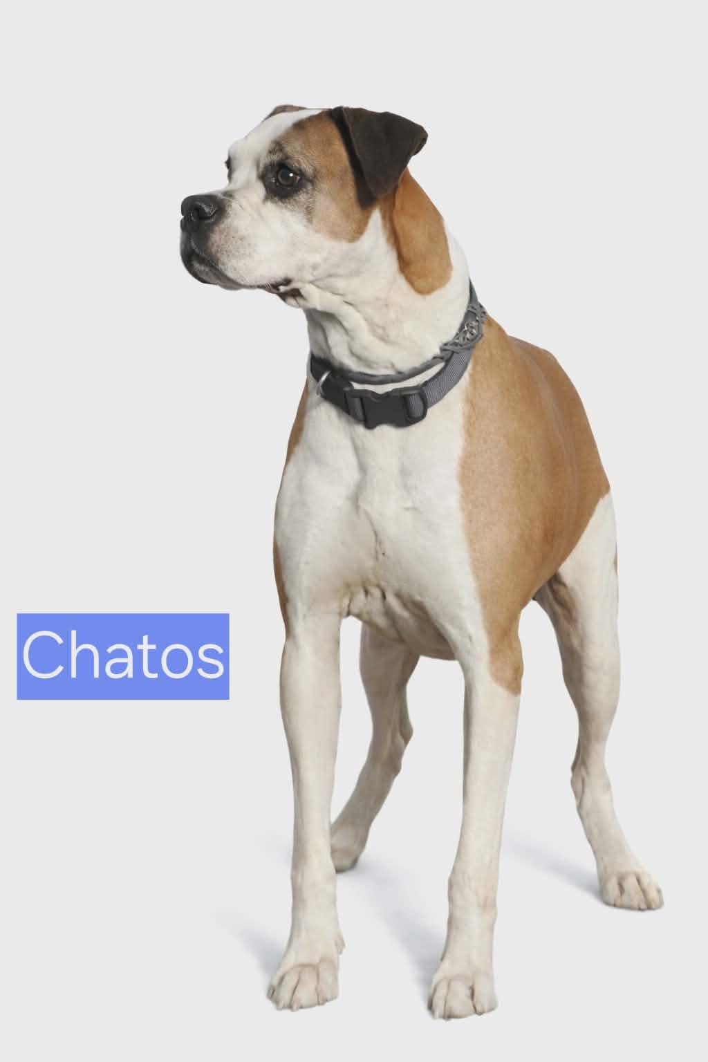 Chatos, Adoptable, Senior Male Boxer.