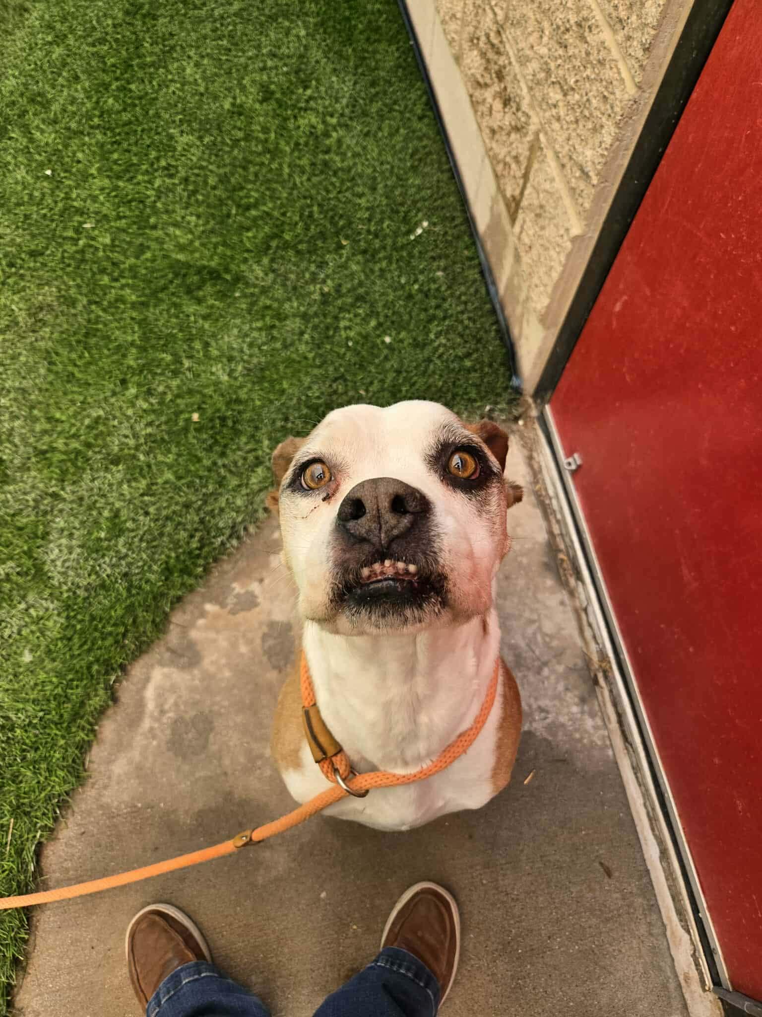 Chatos, a Adoptable Boxer in Minneapolis, MN image 2/3