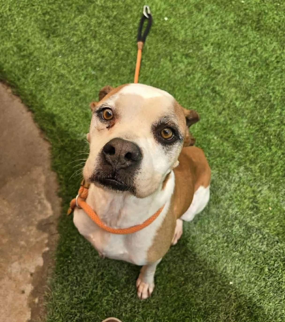 Chatos, a Adoptable Boxer in Minneapolis, MN image 3/3