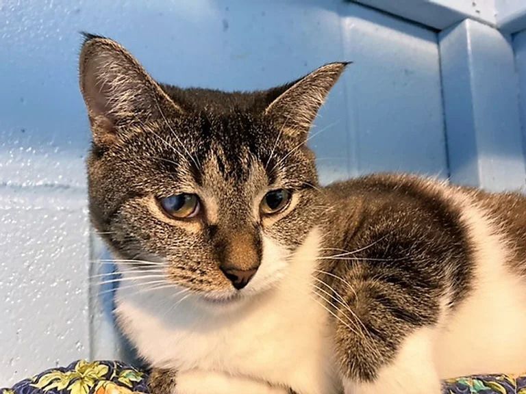 LuLu, Adoptable, Kitten Female Domestic Short Hair.