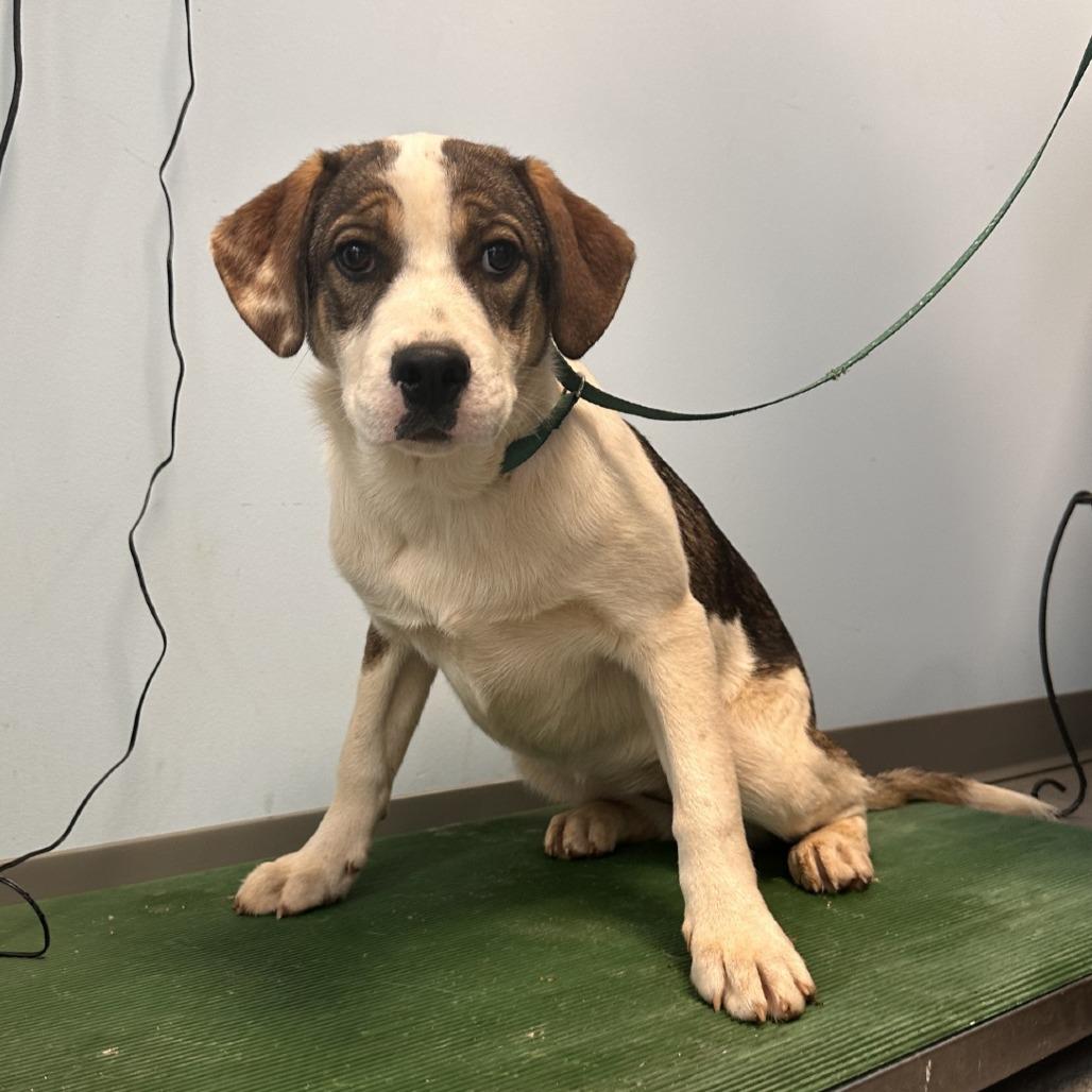 Calico, Adoptable, Young Female Mixed Breed.