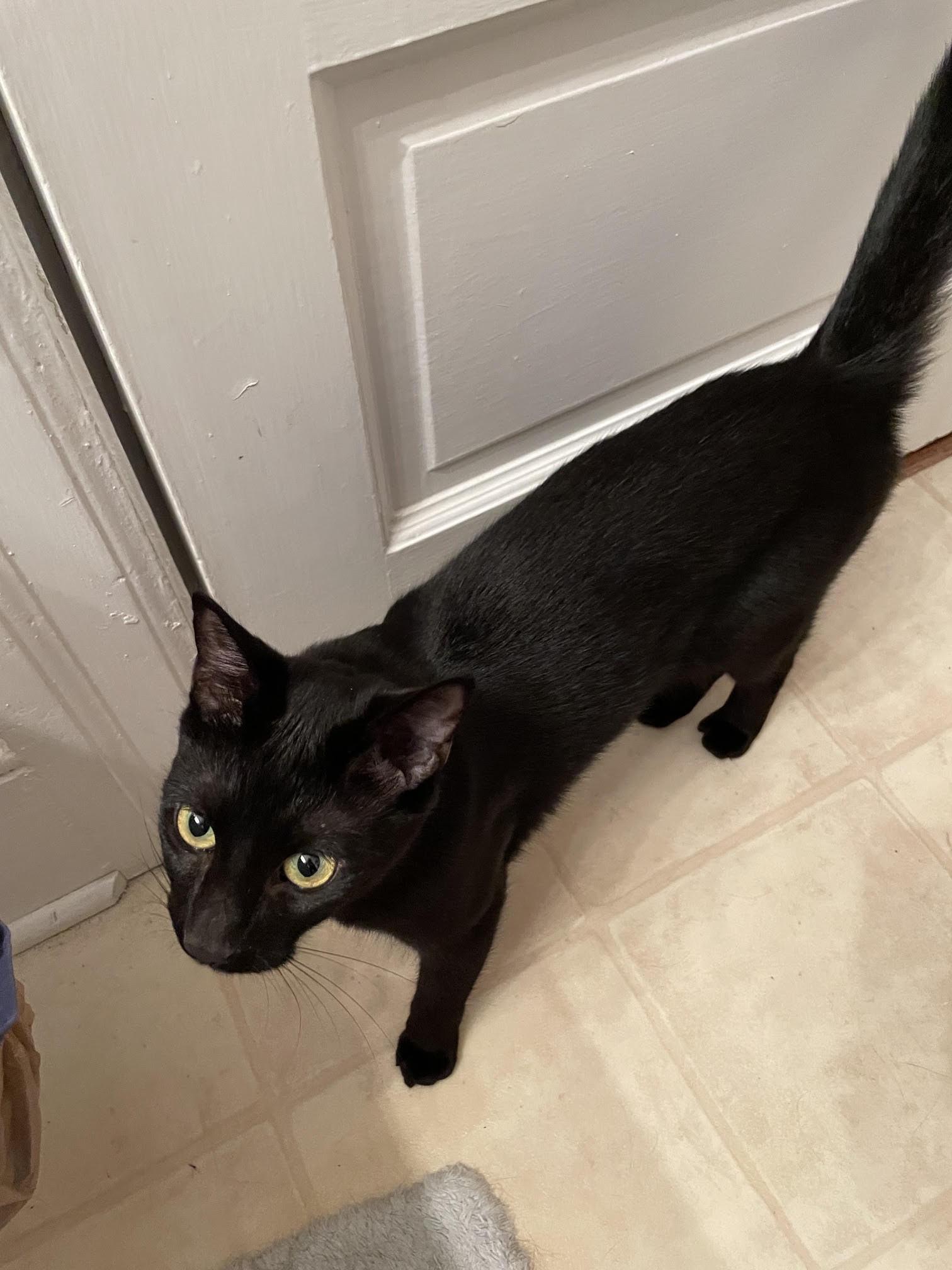 Enlarge Nova - COURTESY POST, a Adoptable Domestic Short Hair in Rockingham, NC image 2/3