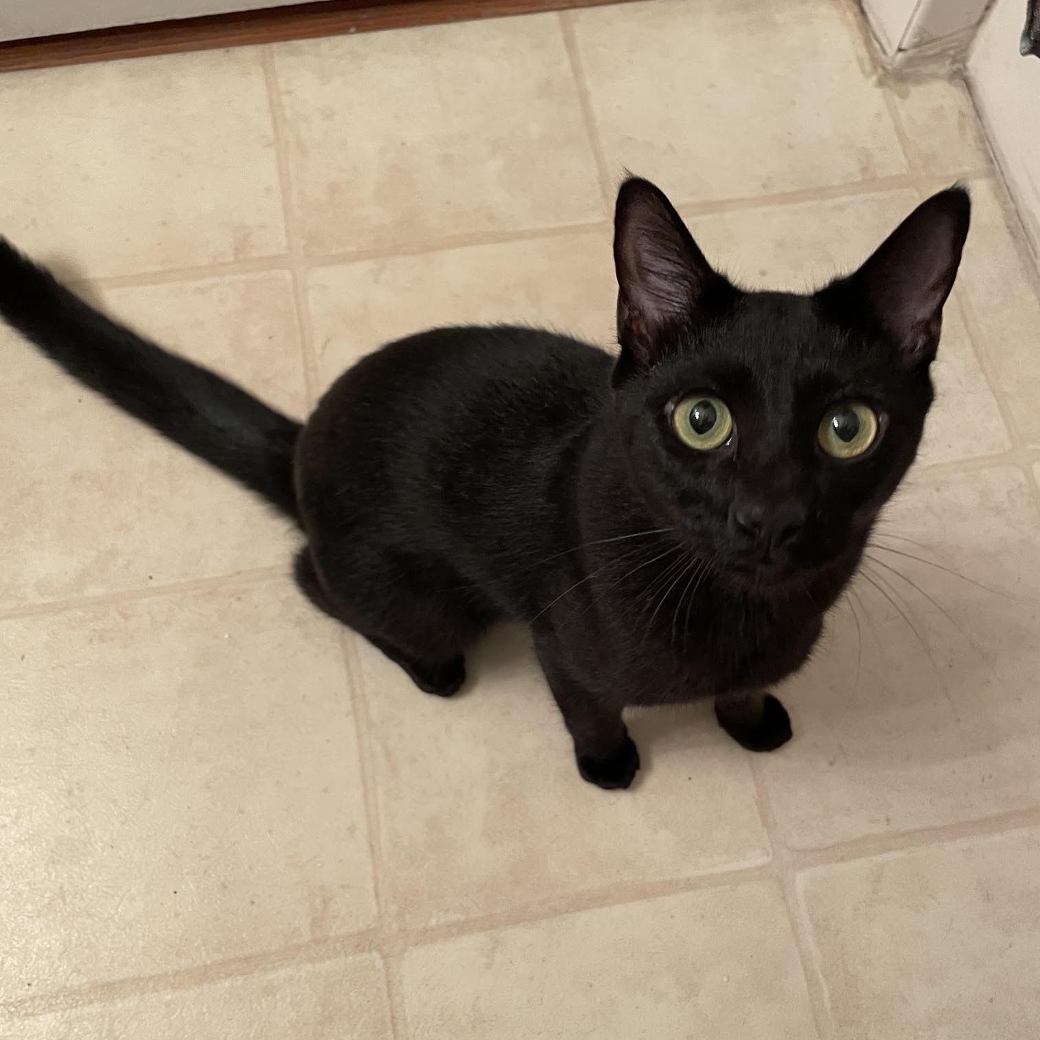 Enlarge Nova - COURTESY POST, a Adoptable Domestic Short Hair in Rockingham, NC image 1/3