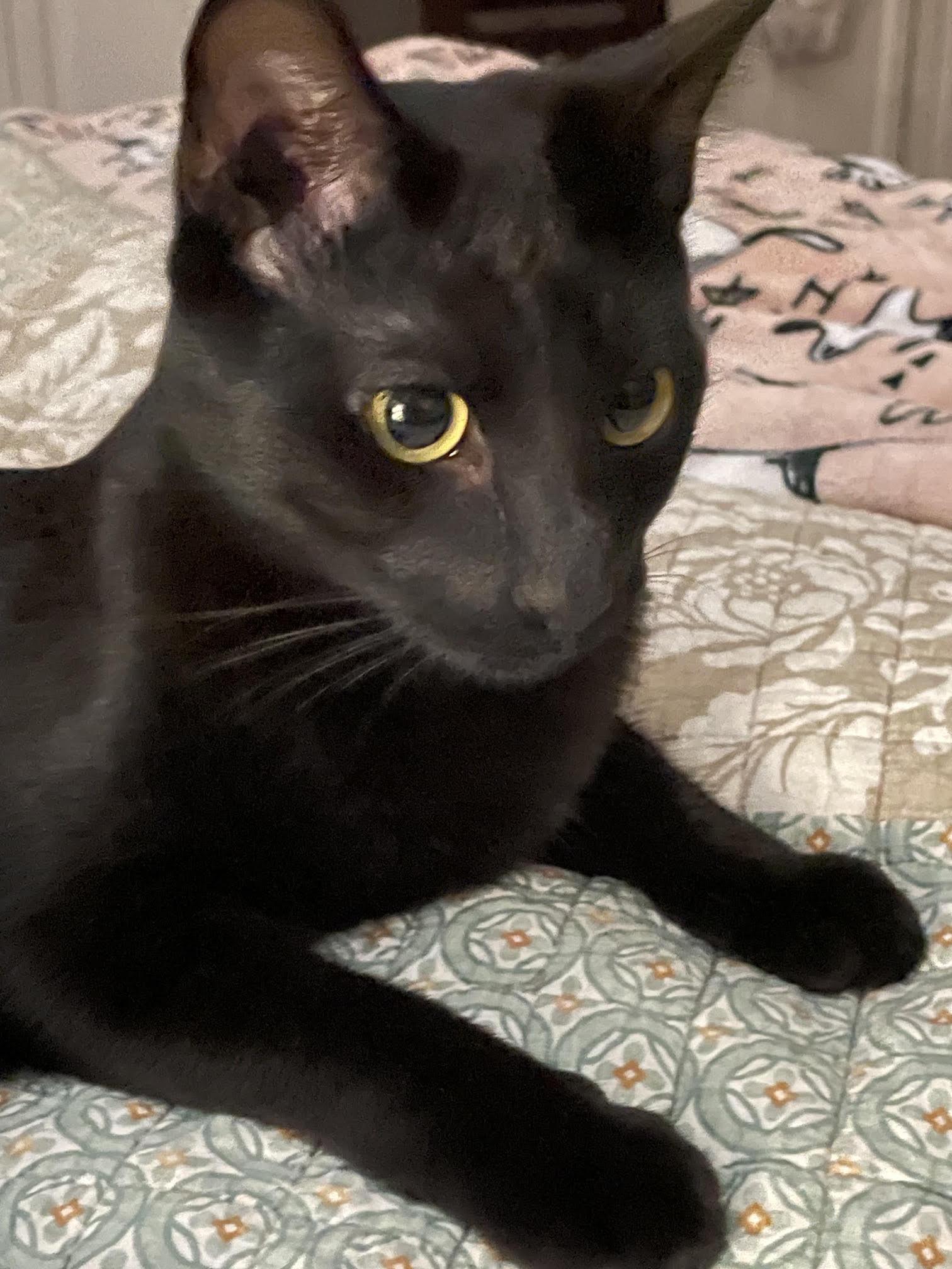 Enlarge Nova - COURTESY POST, a Adoptable Domestic Short Hair in Rockingham, NC image 3/3