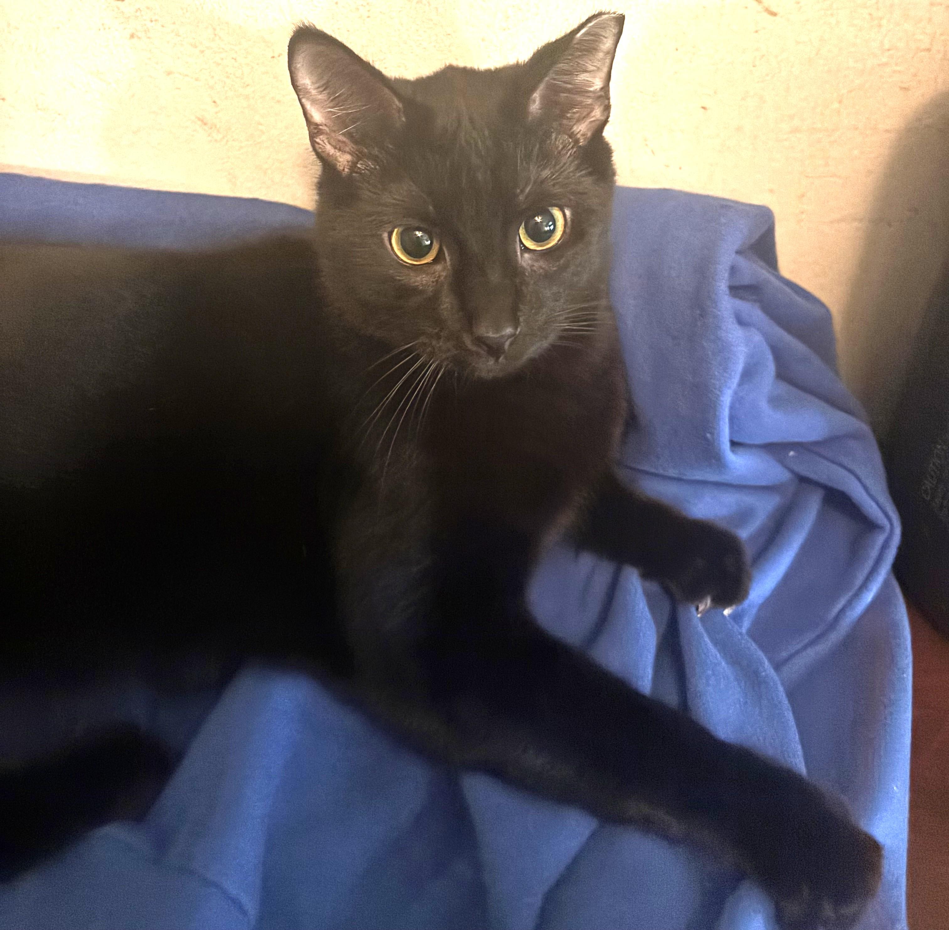 Grayson, a Adoptable Domestic Short Hair in Charlotte, NC image 3/3