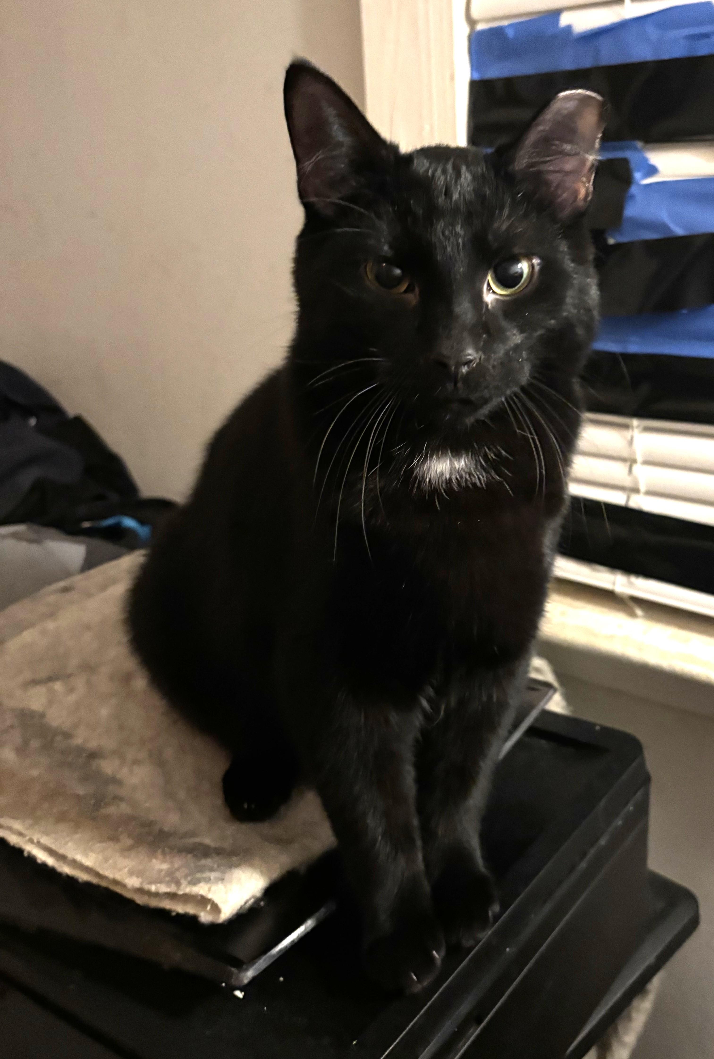 Enlarge Grayson, a Adoptable Domestic Short Hair in Charlotte, NC image 2/2