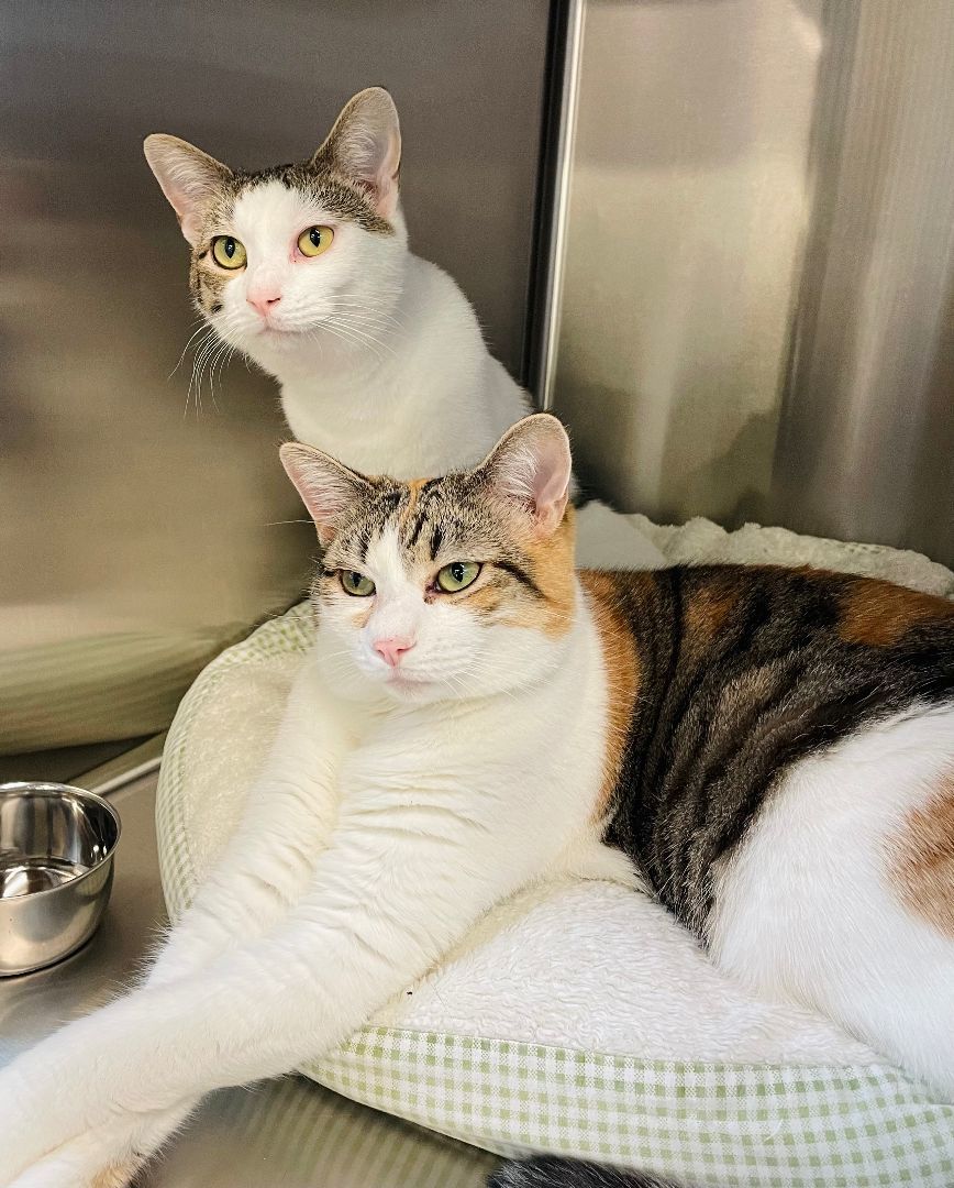 Enlarge Elliott, a Adoptable Domestic Short Hair in Salisbury, NC image 9/12