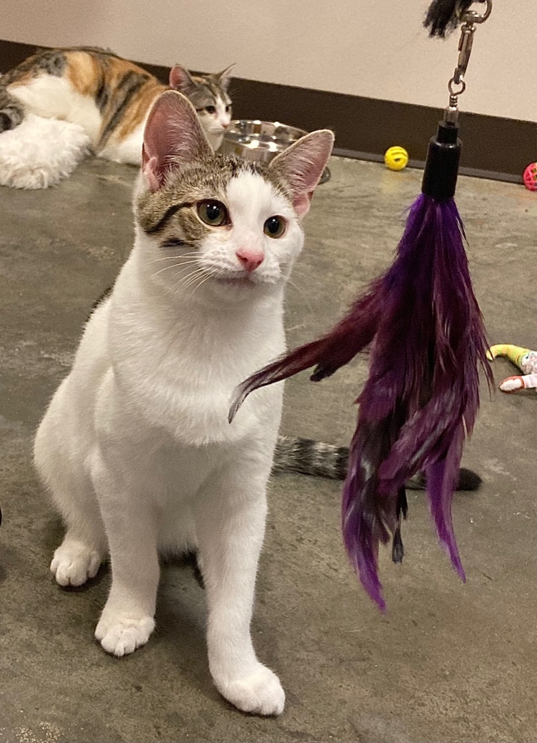 Enlarge Elliott, a Adoptable Domestic Short Hair in Salisbury, NC image 10/12