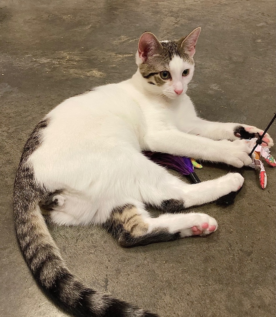 Enlarge Elliott, a Adoptable Domestic Short Hair in Salisbury, NC image 11/12