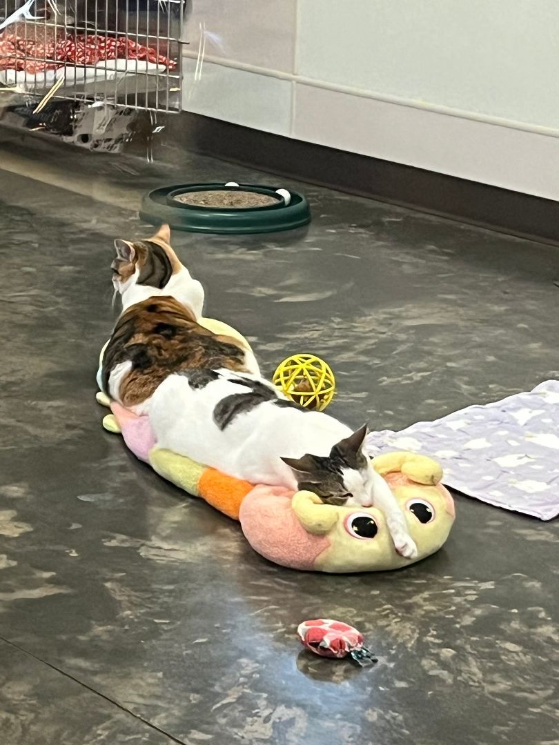 Enlarge Elliott, a Adoptable Domestic Short Hair in Salisbury, NC image 12/12