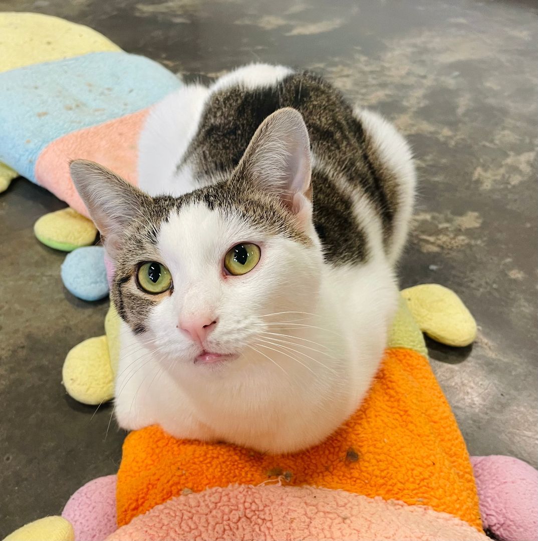 Enlarge Elliott, a Adoptable Domestic Short Hair in Salisbury, NC image 1/12