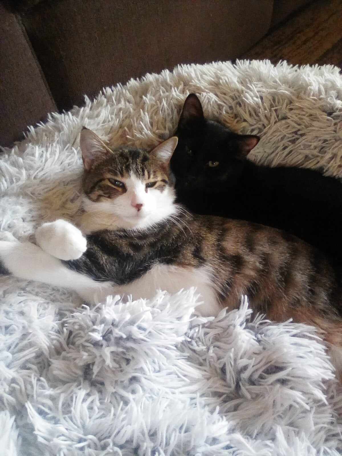 Brandy & Roscoe, a Adoptable Domestic Short Hair in Woodmere, NY image 1/3