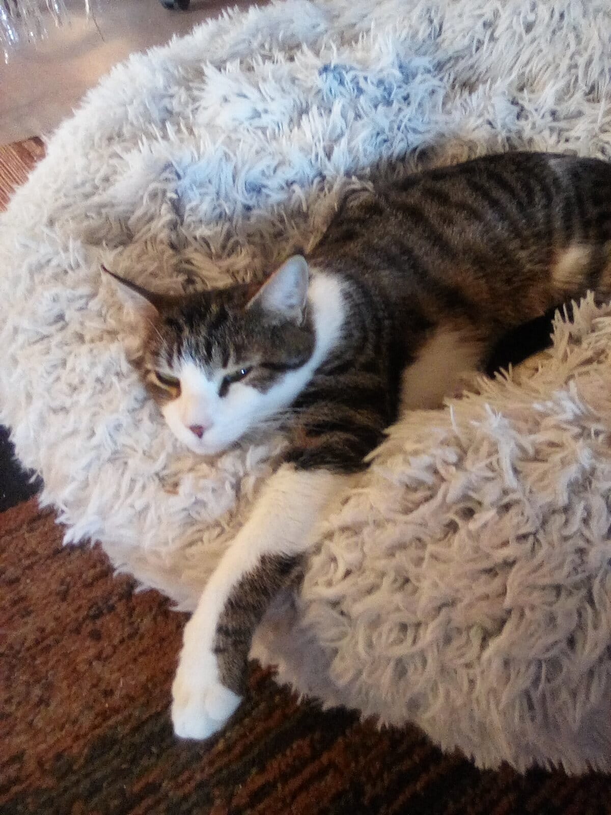 Brandy & Roscoe, a Adoptable Domestic Short Hair in Woodmere, NY image 2/3