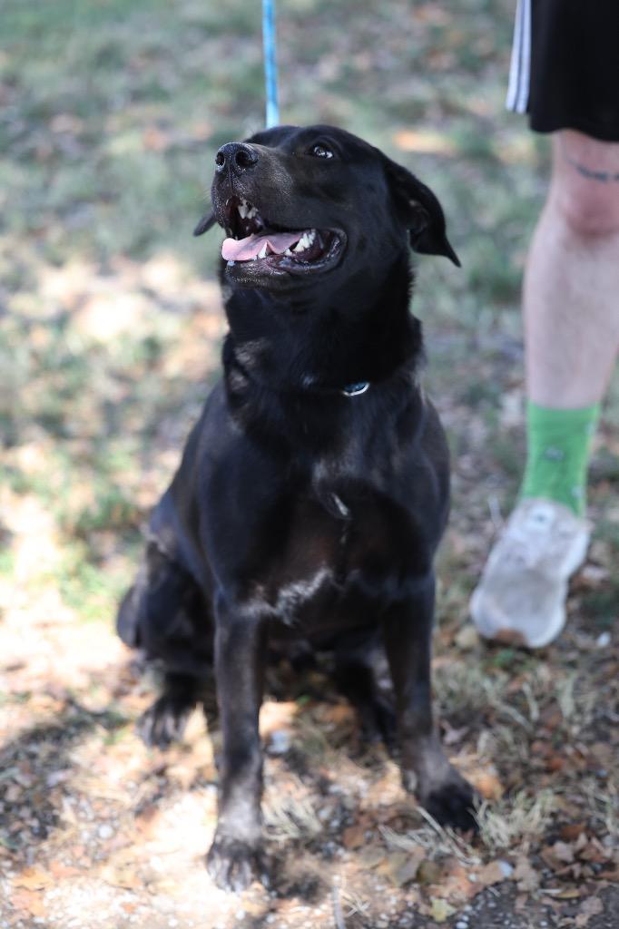 Bane, Adoptable, Young Male Labrador Retriever & Mixed Breed.