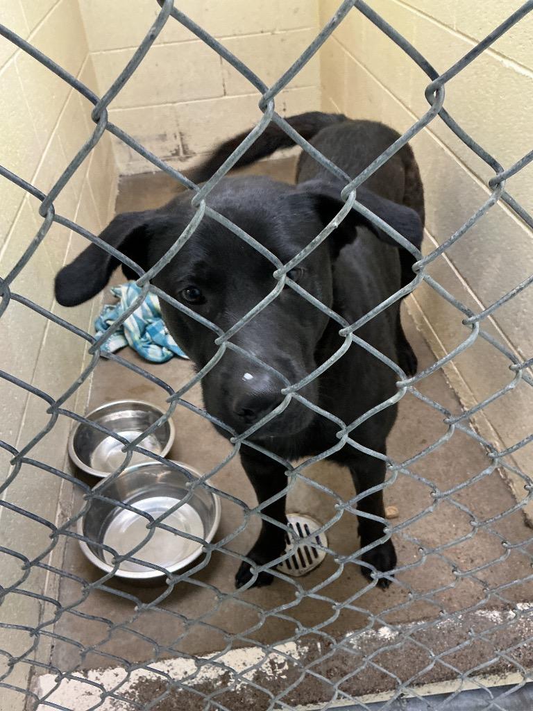 Enlarge Bane, a Adoptable mixed breed in Dyersburg, TN image 1/2