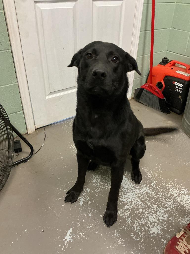 Enlarge Bane, a Adoptable mixed breed in Dyersburg, TN image 2/2