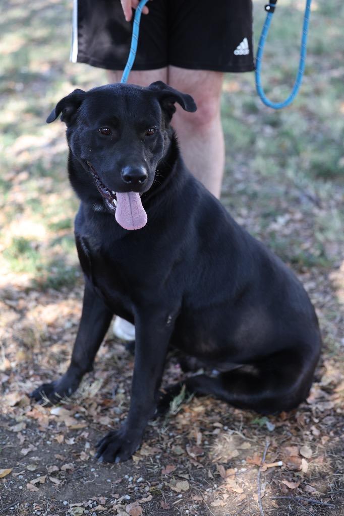 Enlarge Bane, a Adoptable mixed breed in Dyersburg, TN image 4/5