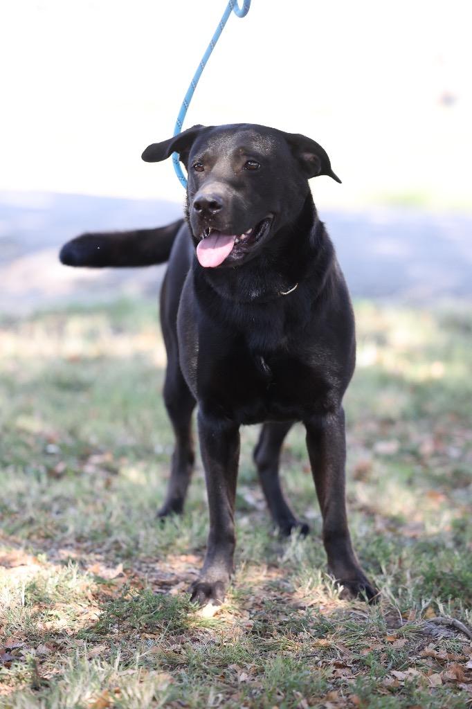 Enlarge Bane, a Adoptable mixed breed in Dyersburg, TN image 5/5