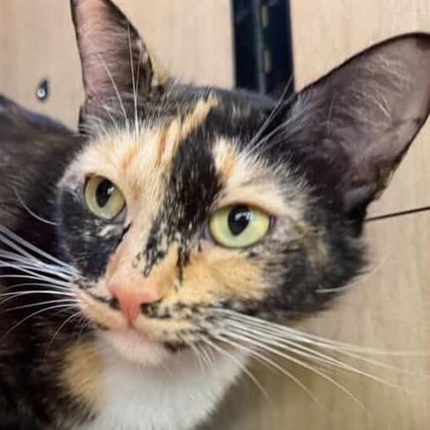 Enlarge Lulu, a Adoptable mixed breed in New York, NY image 3/6