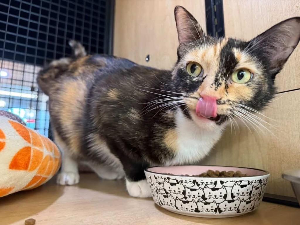 Enlarge Lulu, a Adoptable mixed breed in New York, NY image 5/6