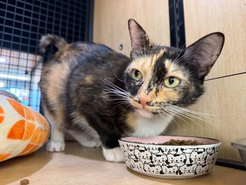 Enlarge Lulu, a Adoptable mixed breed in New York, NY image 6/6