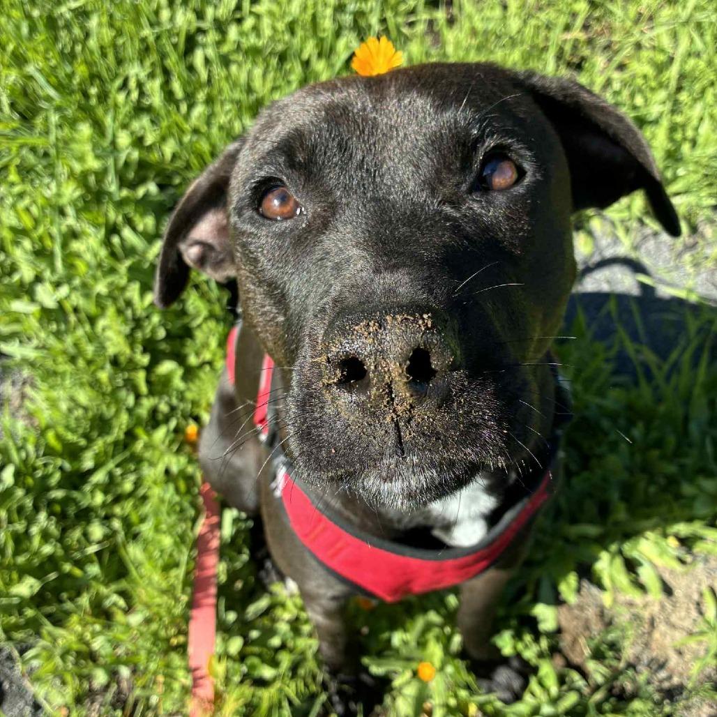 Enlarge Dove, a Adoptable mixed breed in St. Helena, CA image 1/6