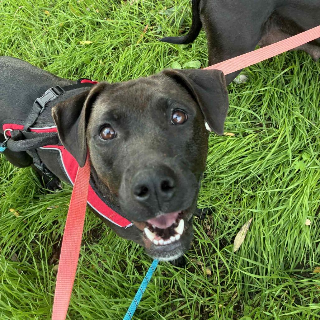 Enlarge Dove, a Adoptable mixed breed in St. Helena, CA image 2/6