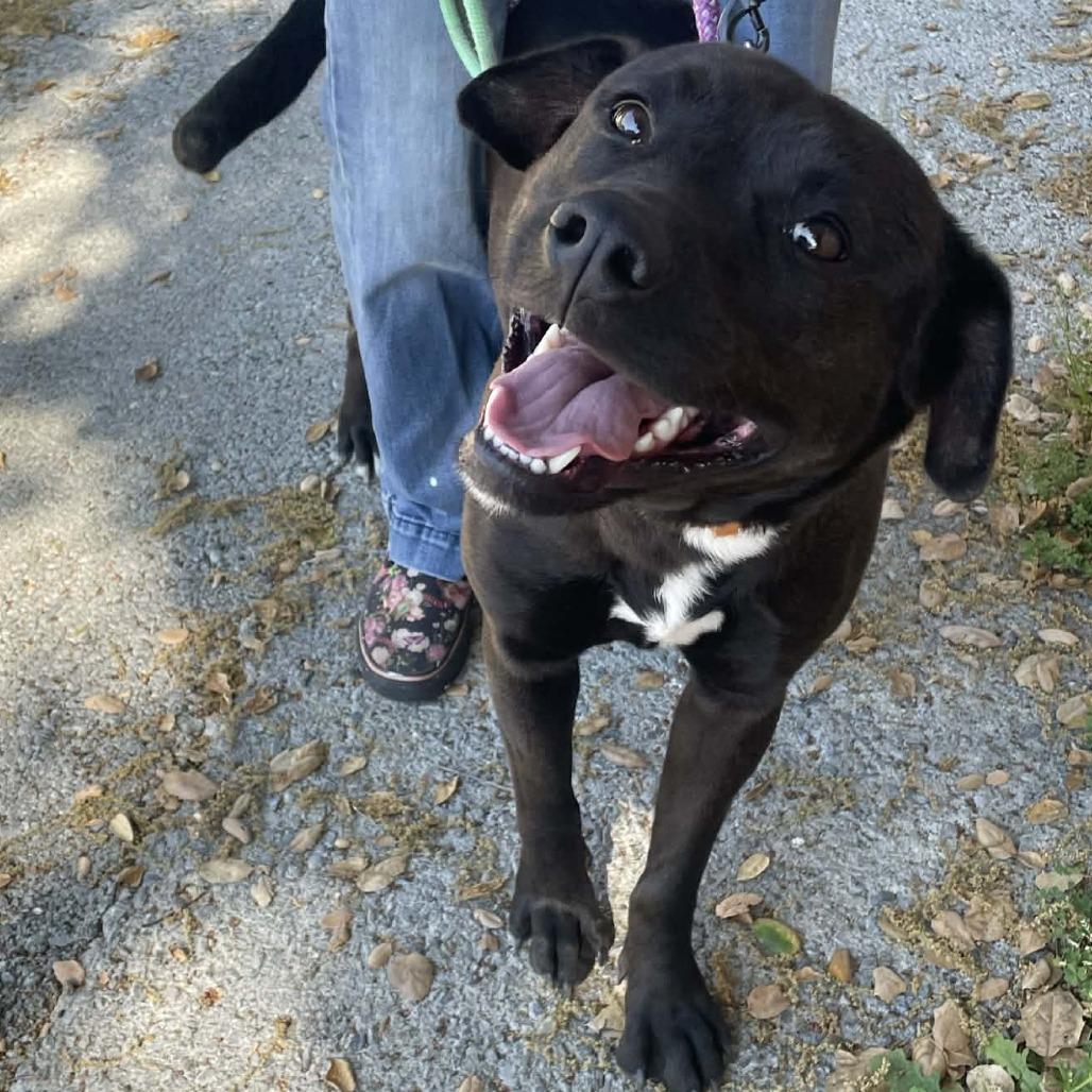 Enlarge Dove, a Adoptable mixed breed in St. Helena, CA image 3/6
