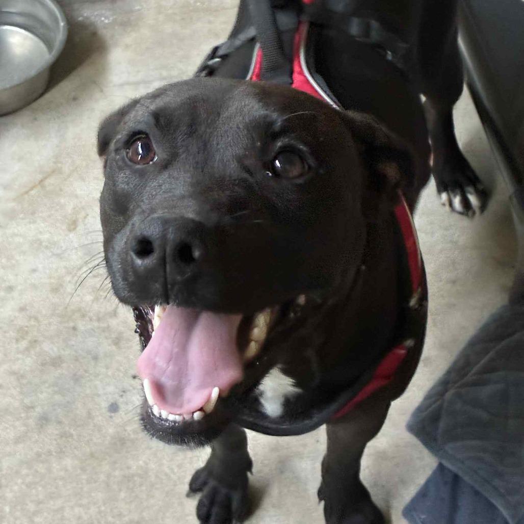Enlarge Dove, a Adoptable mixed breed in St. Helena, CA image 4/6