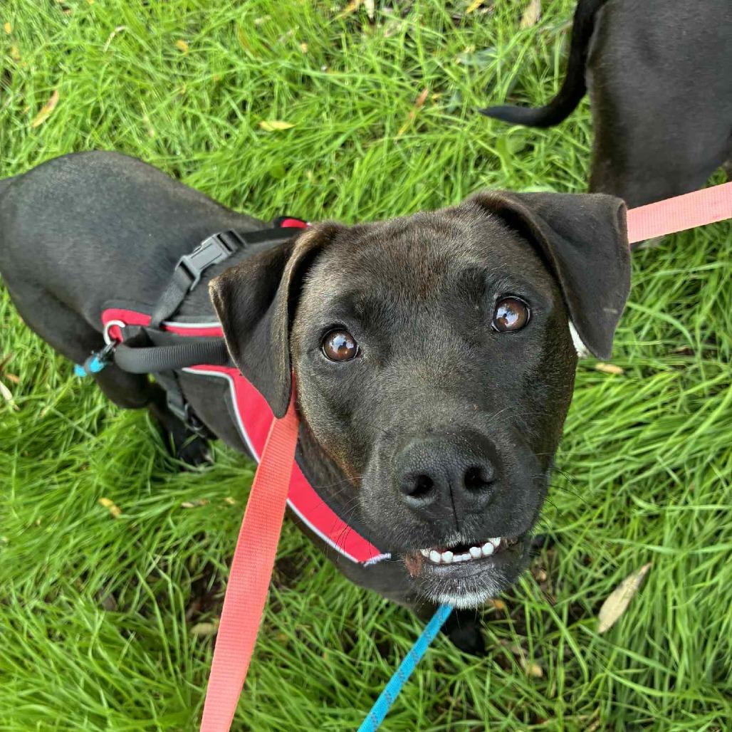 Enlarge Dove, a Adoptable mixed breed in St. Helena, CA image 5/6