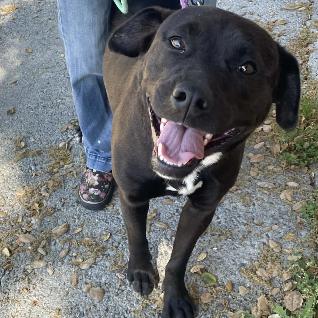 Enlarge Dove, a Adoptable mixed breed in St. Helena, CA image 6/6