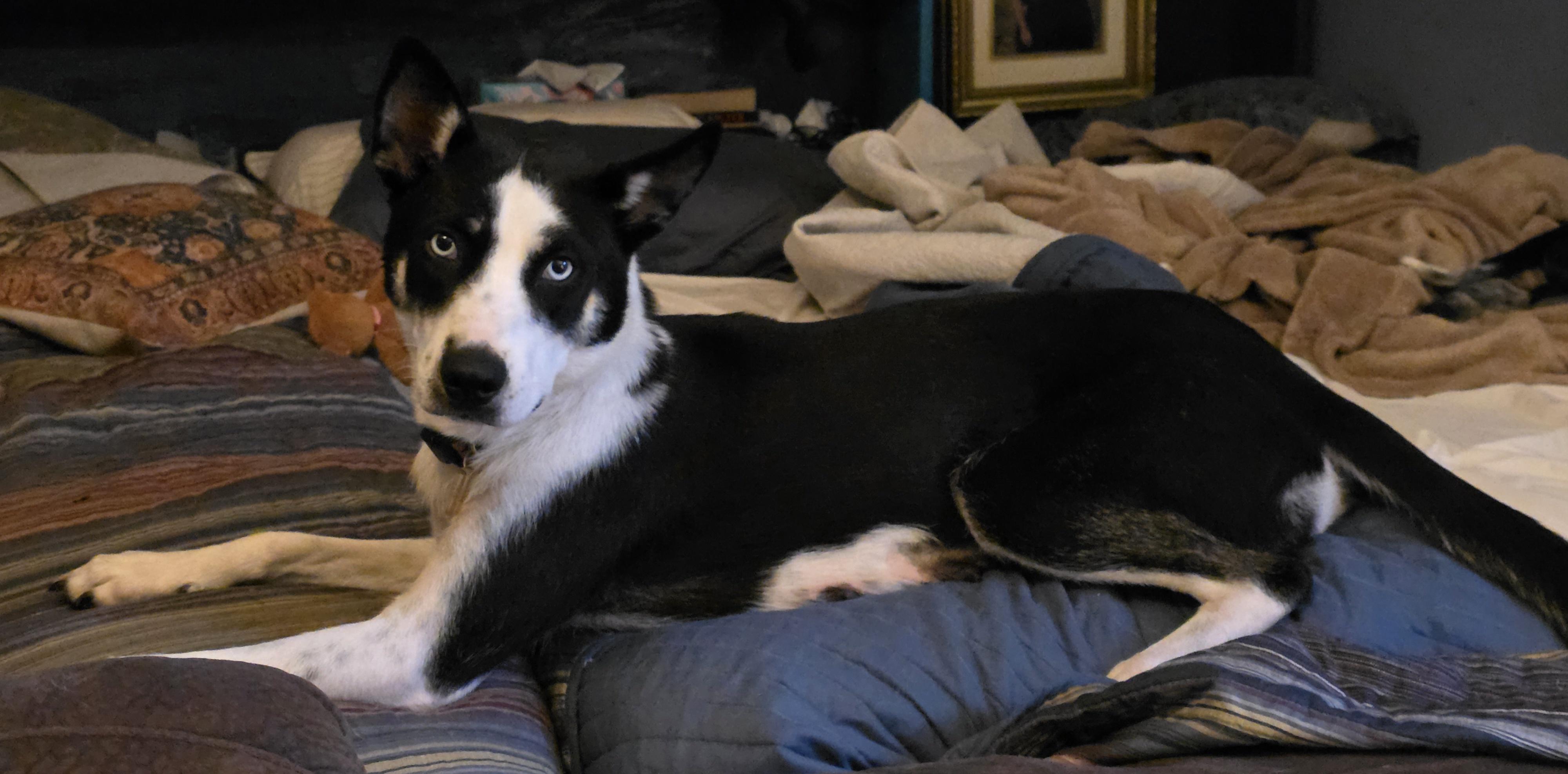 Enlarge Nebula , a ADOPTABLE mixed breed in Mission, TX image 2/2