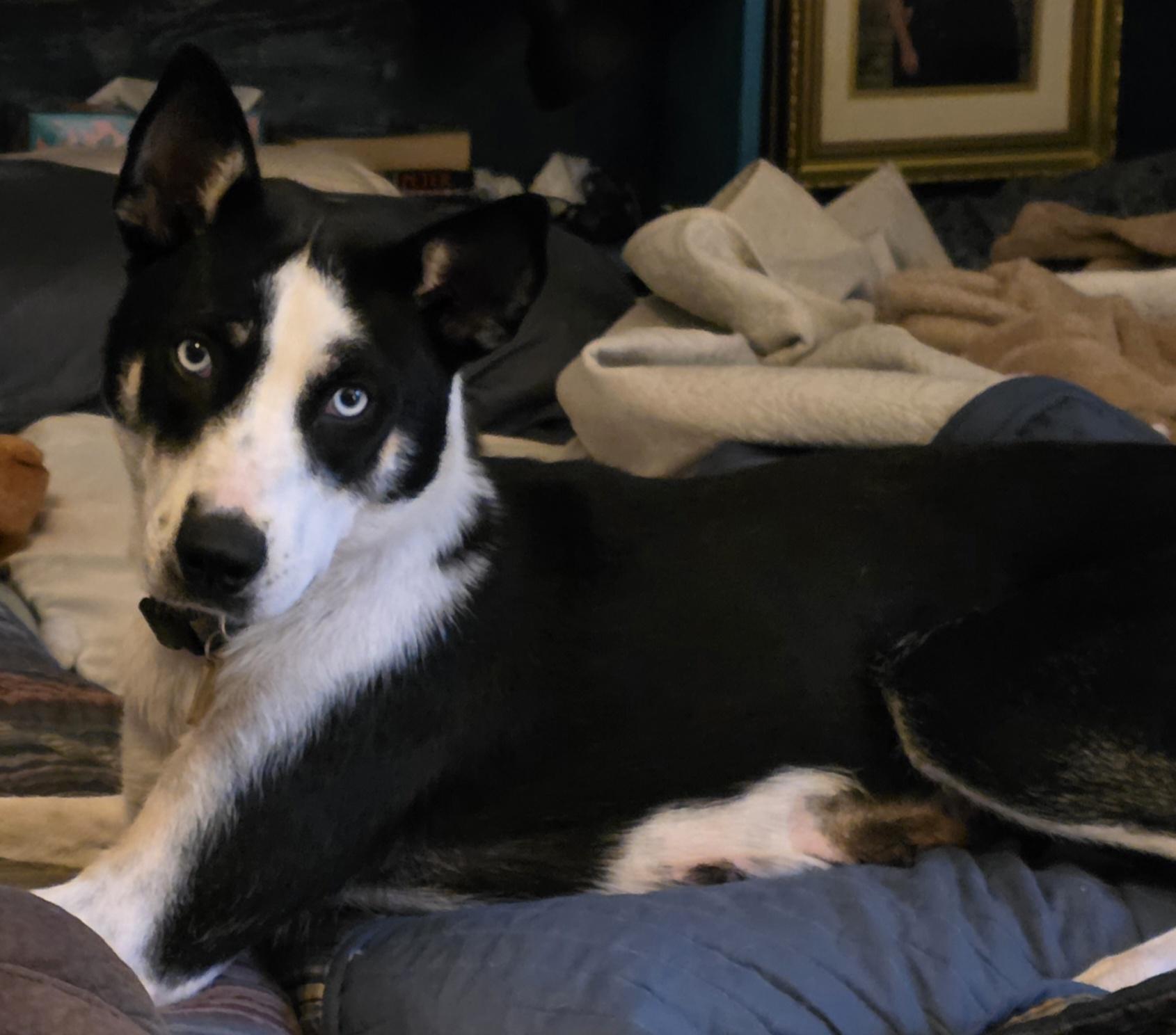 Nebula , ADOPTABLE, Adult Female Husky & Border Collie.