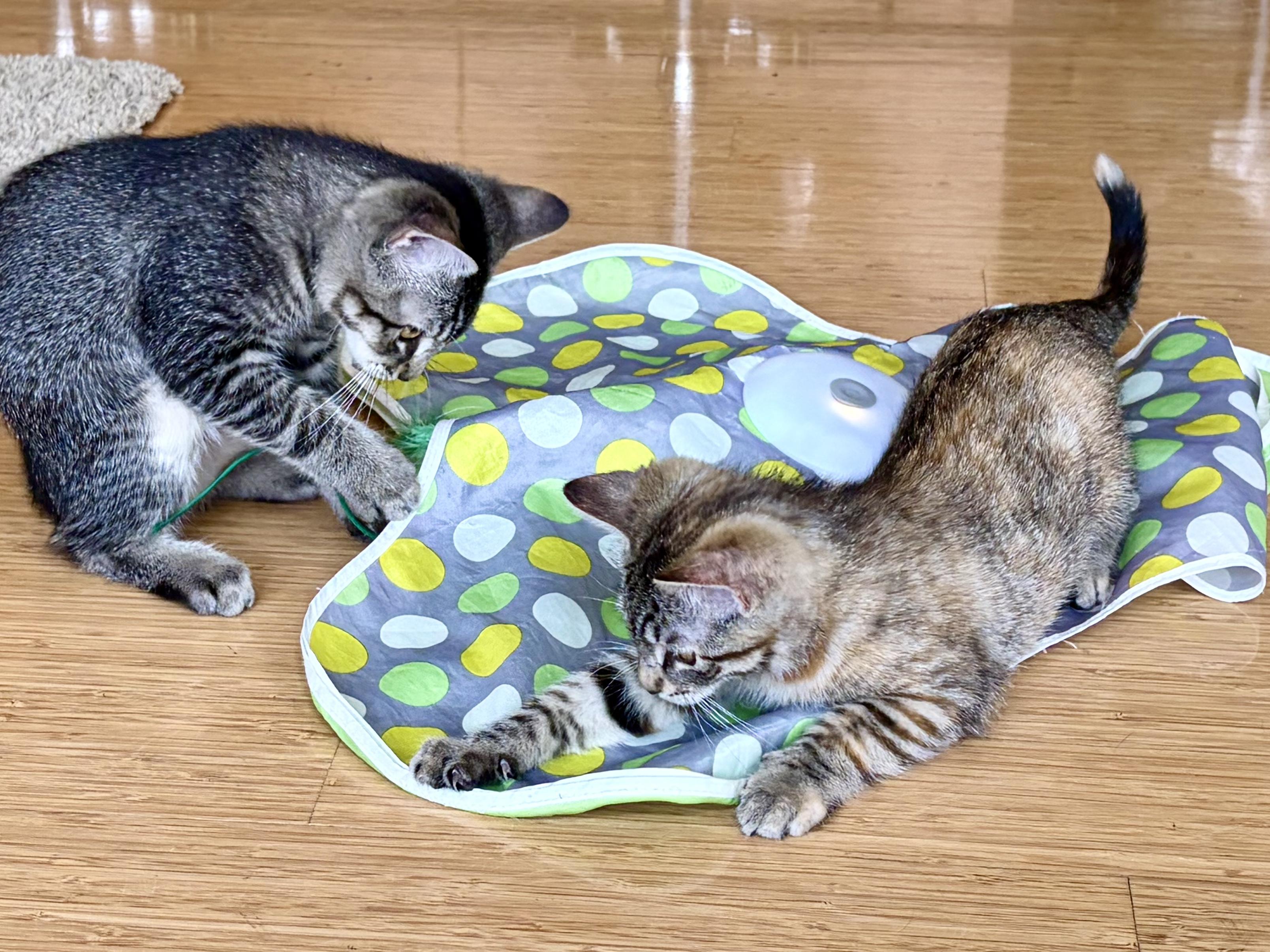 Enlarge Sierra - Road Warriors, a Adopted Domestic Short Hair in Portland, OR image 5/5