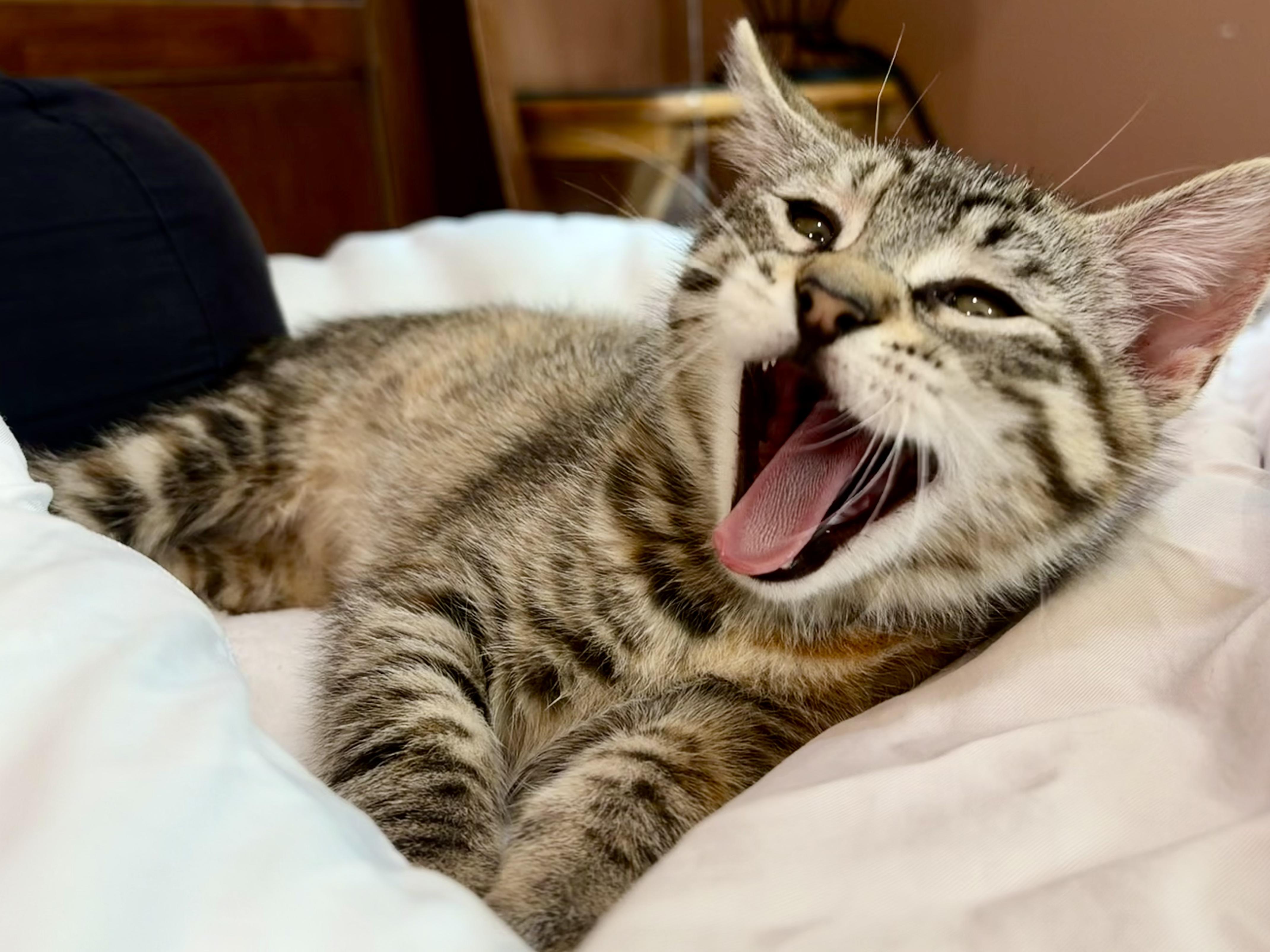 Sierra - Road Warriors, Adopted, Kitten Female Domestic Short Hair.
