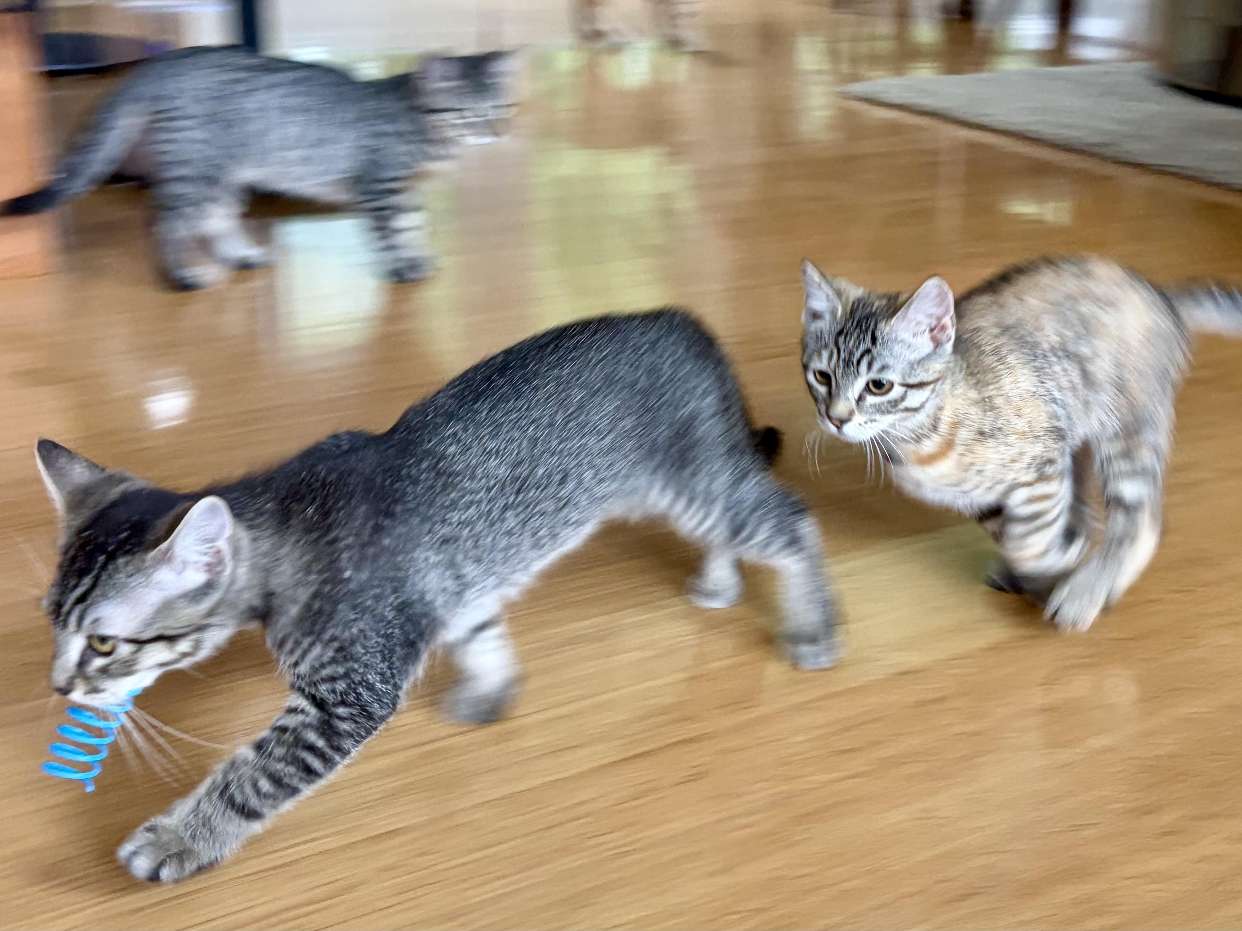 Enlarge Sierra - Road Warriors, a Adopted Domestic Short Hair in Portland, OR image 4/5