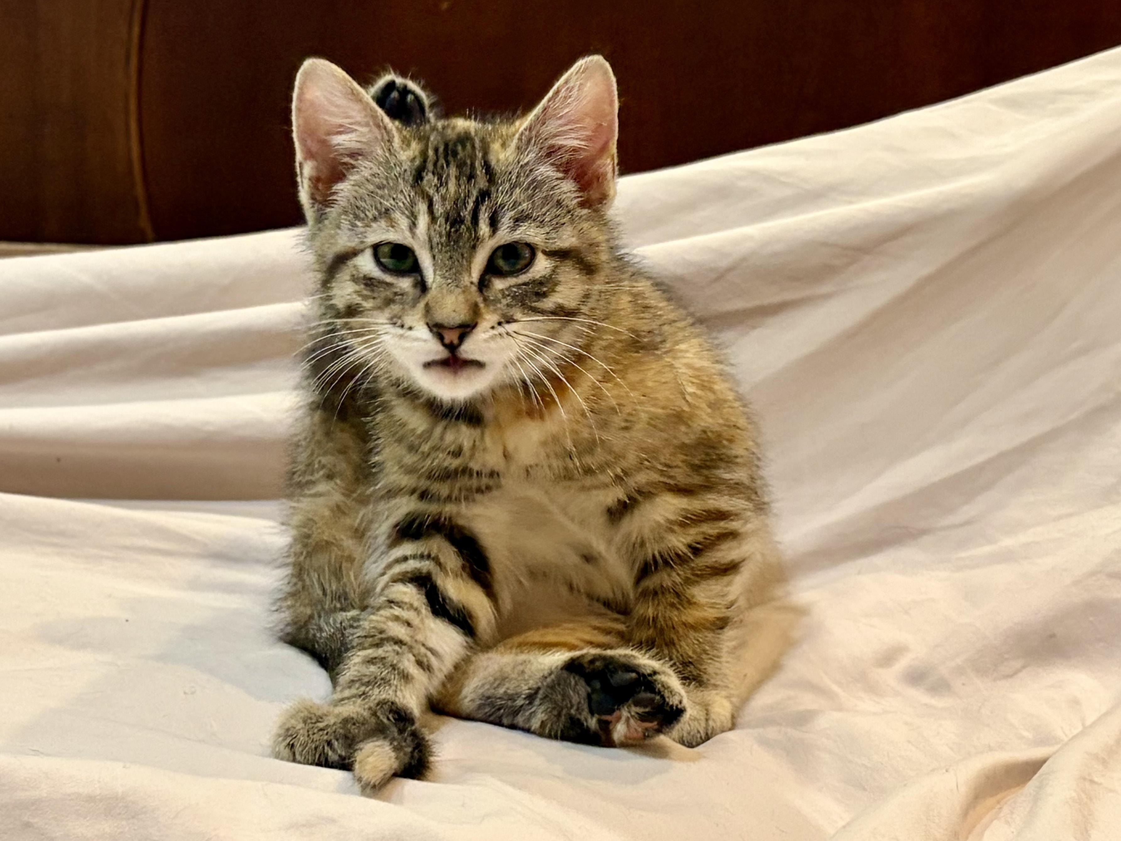 Enlarge Sierra - Road Warriors, a Adopted Domestic Short Hair in Portland, OR image 2/5