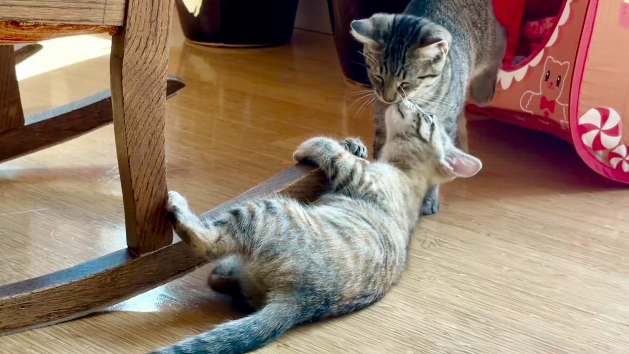 Enlarge Sierra - Road Warriors, a Adopted Domestic Short Hair in Portland, OR video 3/5