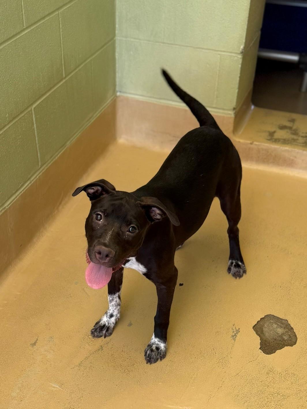 Enlarge Piper, a Adopted Mixed Breed in Summerdale, AL image 1/1