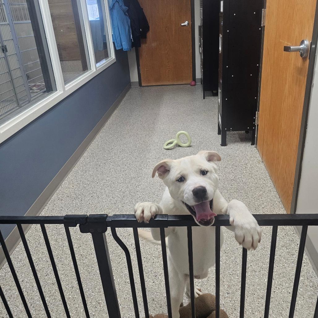 Munson, Adoptable, Puppy Male Siberian Husky & Mixed Breed.