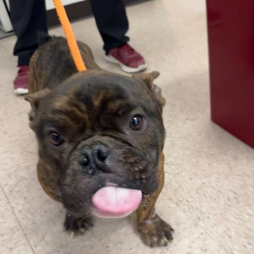 BEEFY - English Bulldog available for adoption