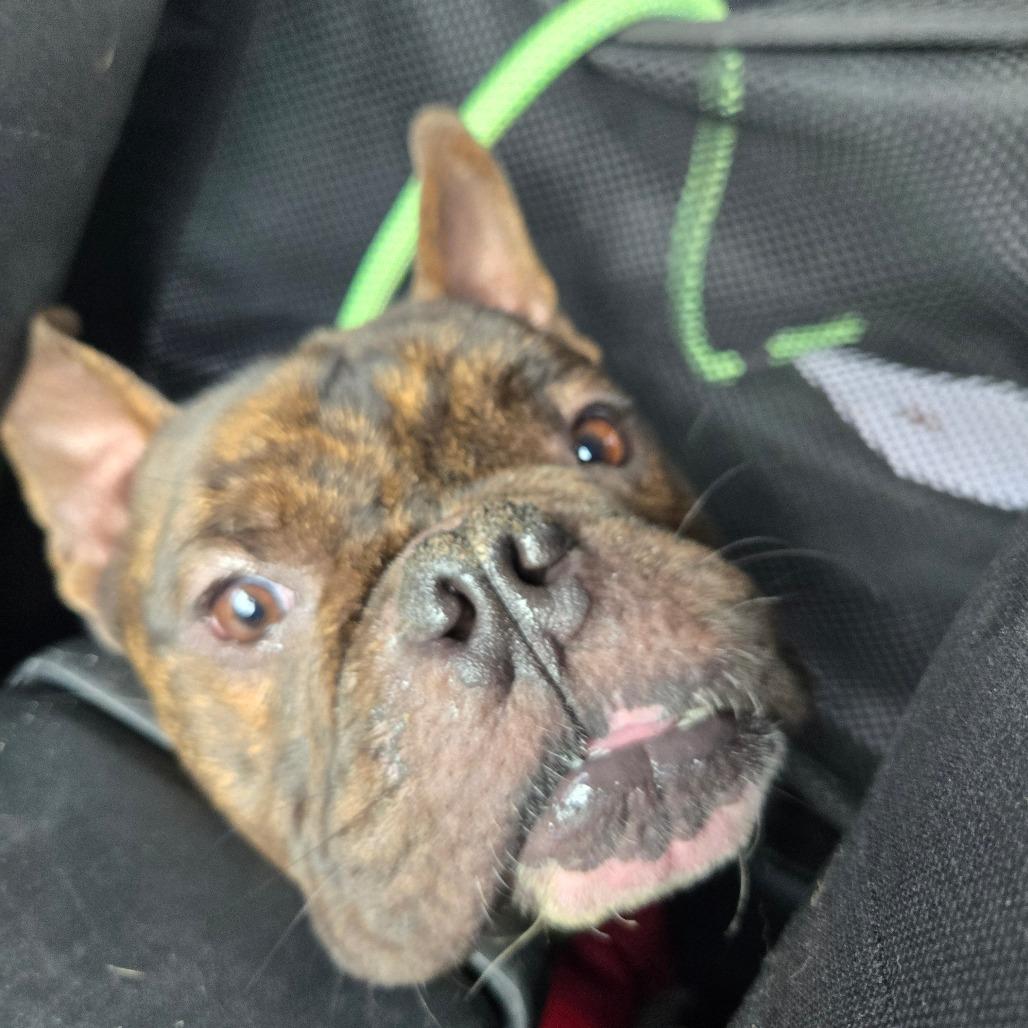 BEEFY - English Bulldog available for adoption