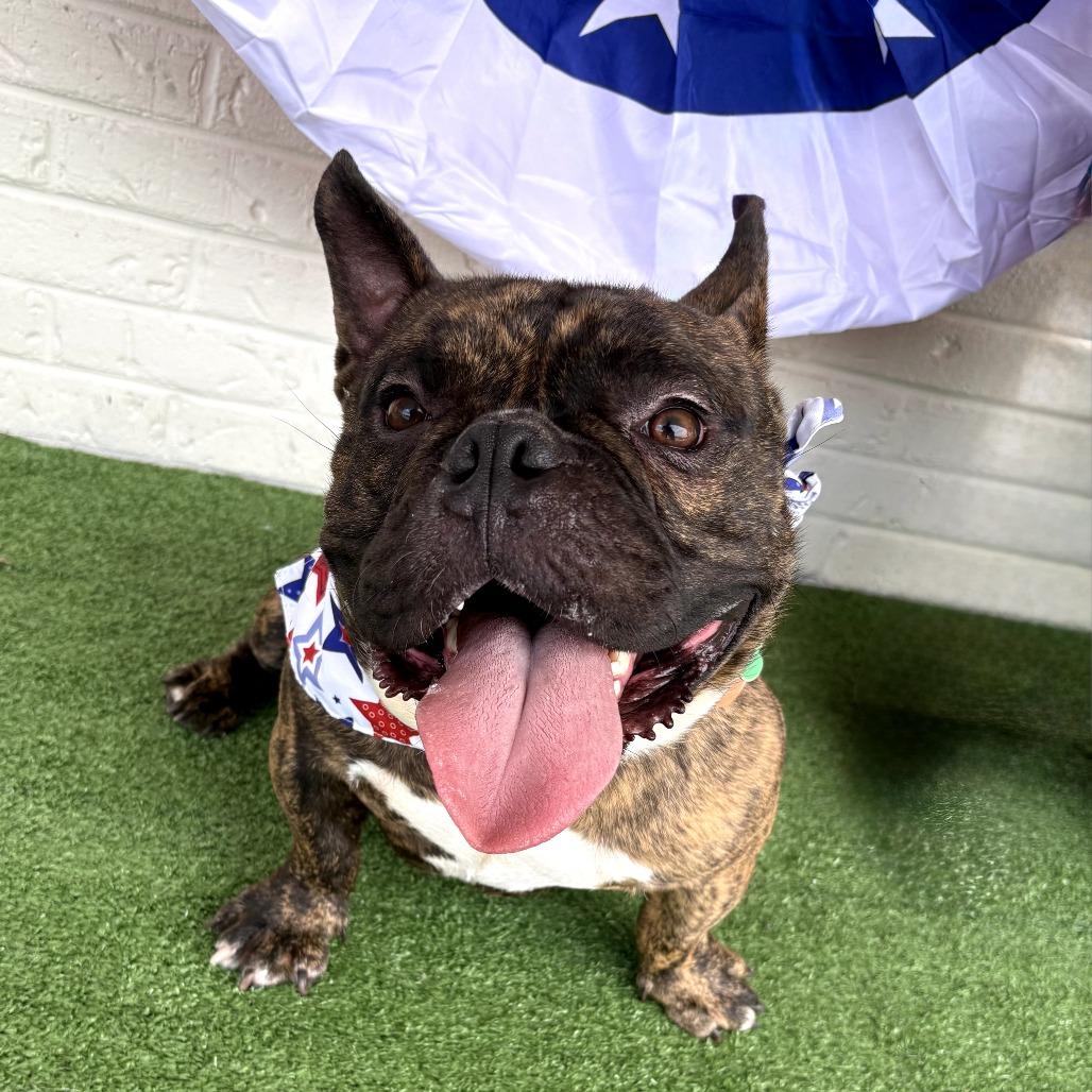 Beefy, a Adoptable French Bulldog in Bessemer, AL image 3/3
