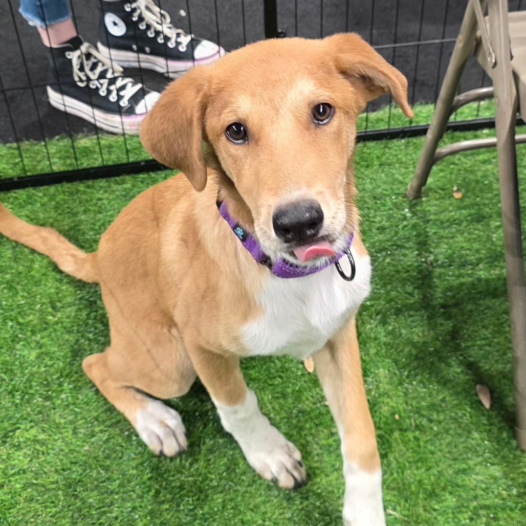 Pancake BW — thumbnail 2