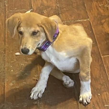 Pancake BW — thumbnail 4