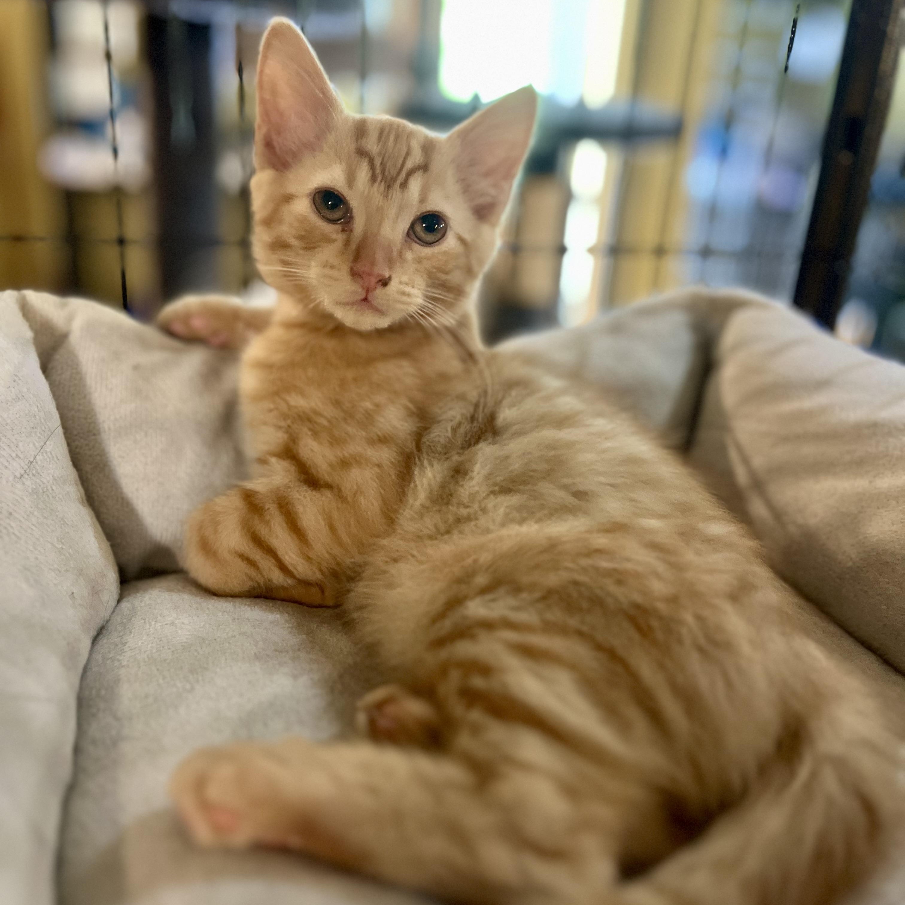 Charlie, Baby Male unknown