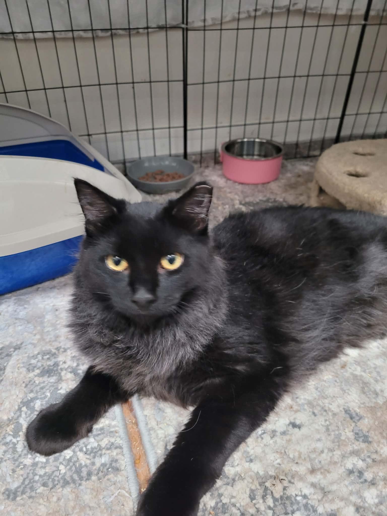 Nina, ADOPTABLE, Kitten Female Manx & Domestic Long Hair.