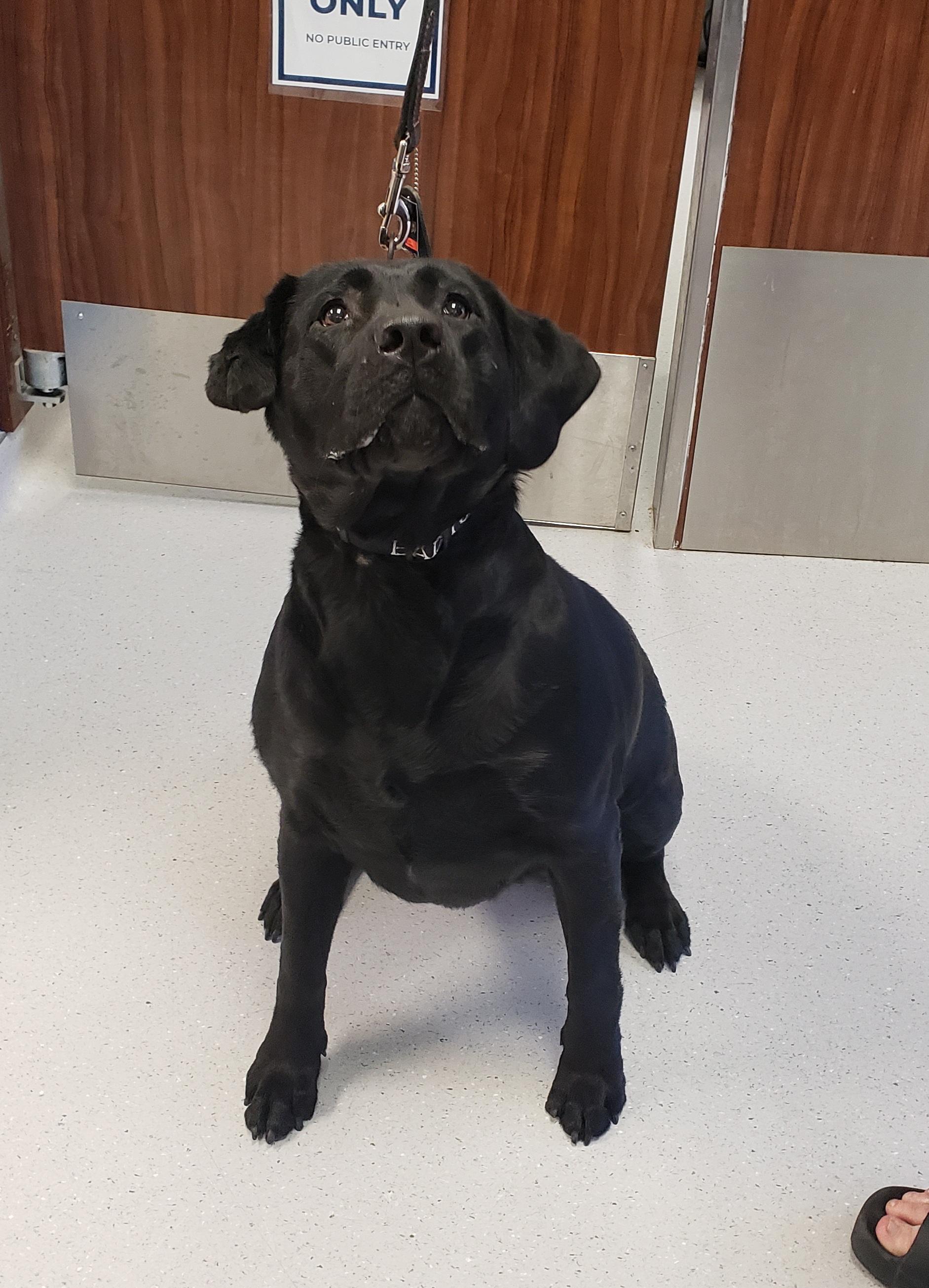 Enlarge Sasha, a Adoptable Black Labrador Retriever in Allen, TX image 1/1